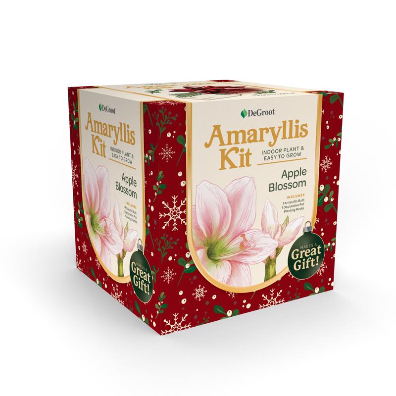 DeGroot Amaryllis Gift Box Bulb Kit 1 pk