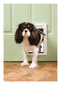 PetSafe 11 in. H X 7.5 in. W Plastic Pet Door